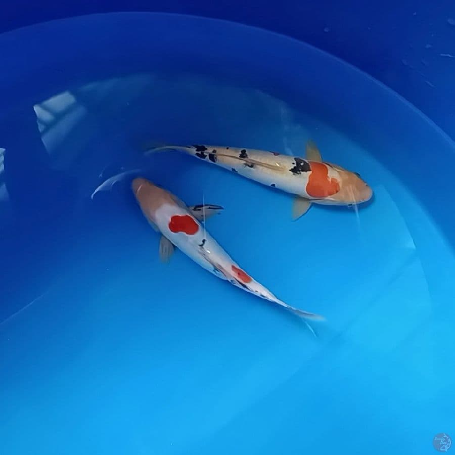 sangke doitsu 25 27 cm