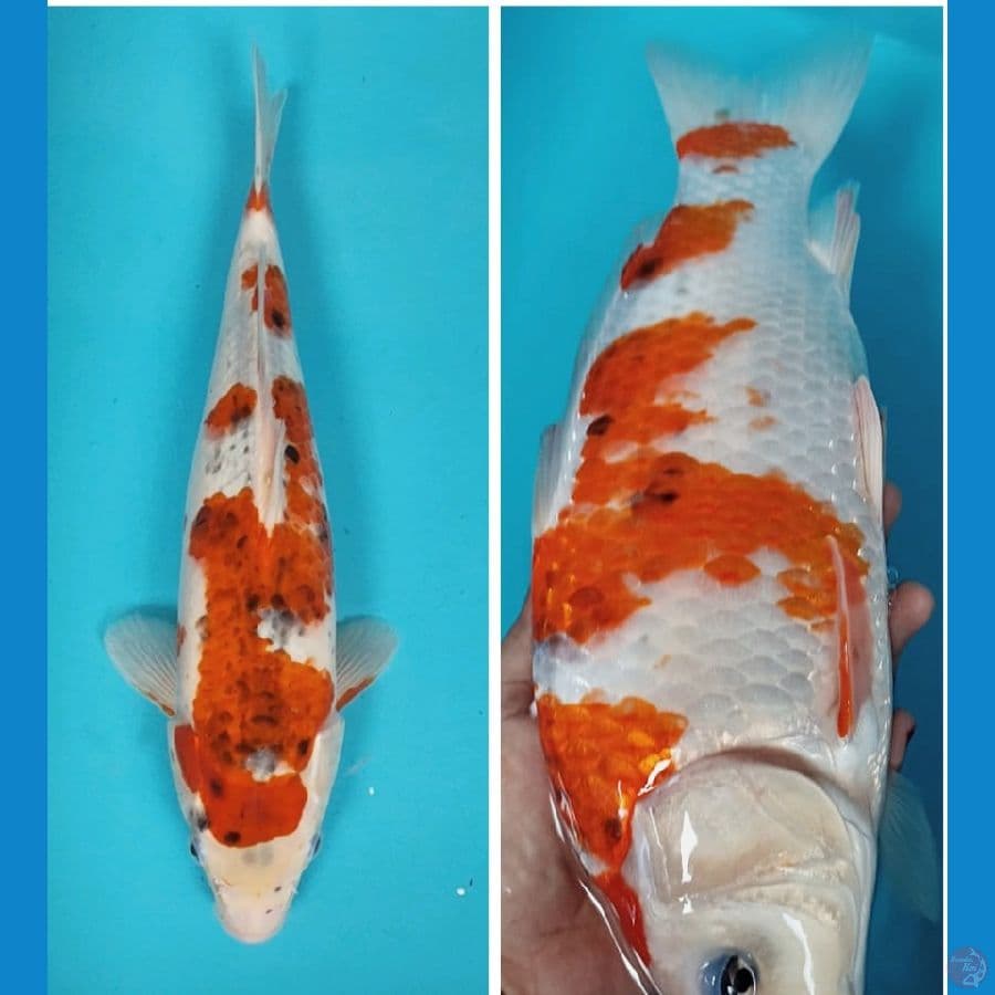 goshiki 33cm