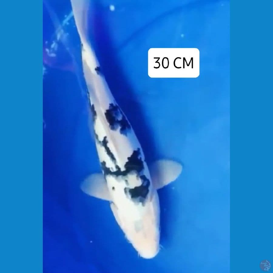 Shiro 30 CM