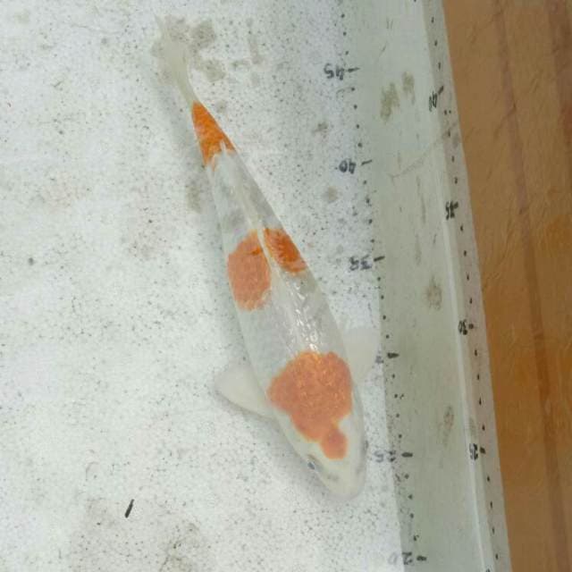 Hariwake Full Ginrin