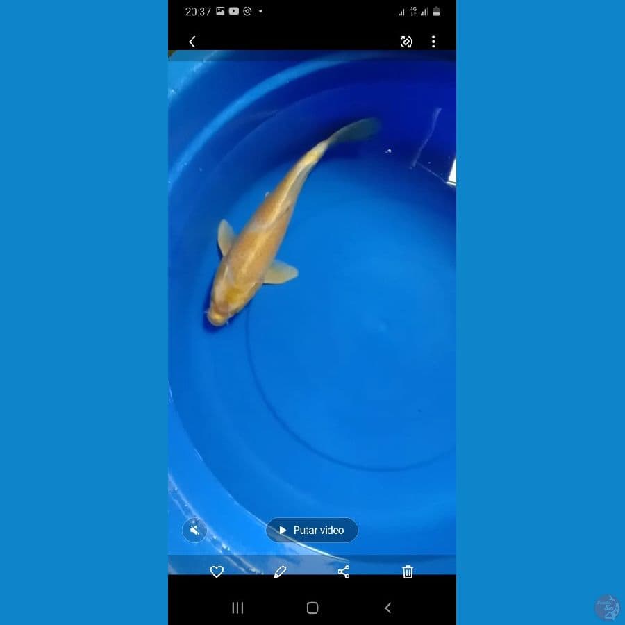 hariwake 40cm