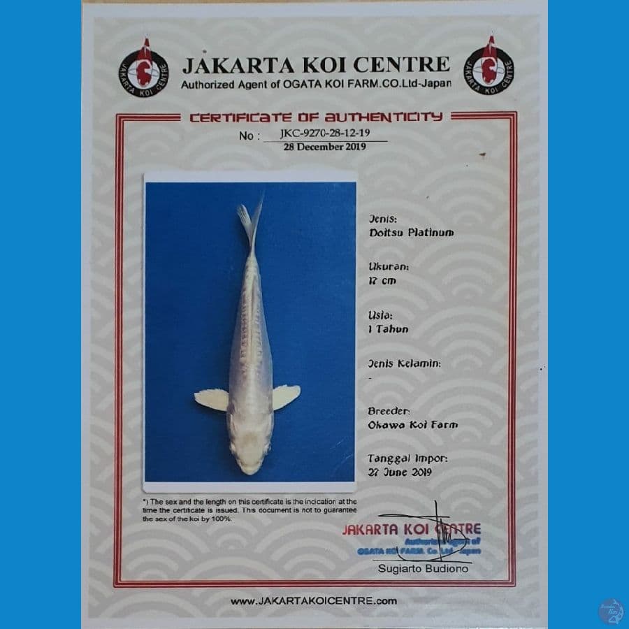 Doitsu Import serty JKC 47cm