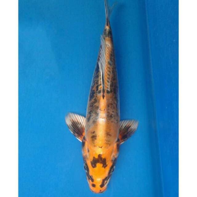 Kin Kiko Import non serti