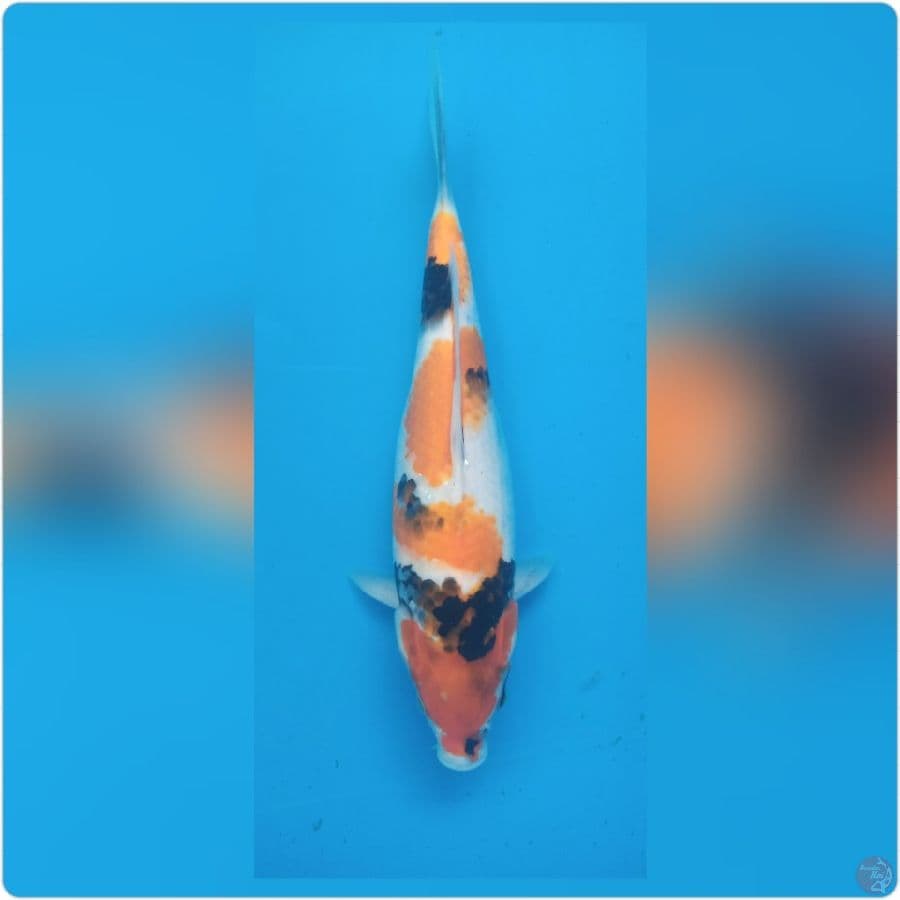 showa 30cm