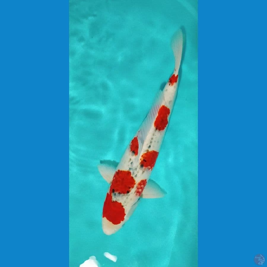 gosiki jumbo 55 cm