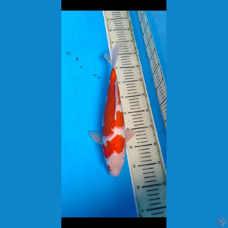 kohaku.... 37cm