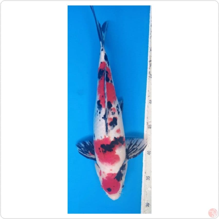 showa 35cm
