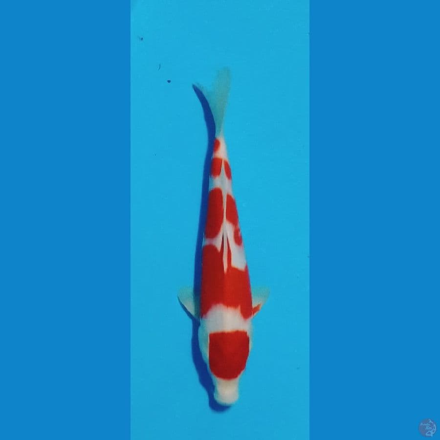 GKB ~ kohaku jantan 33 cm