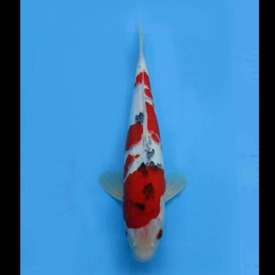 Red Taisho Sanke Body Jumbo