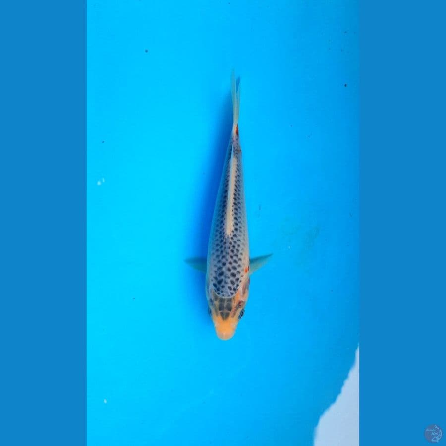 Asagi 16cm