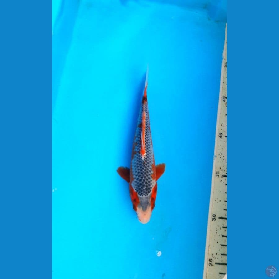 Asagi 17cm