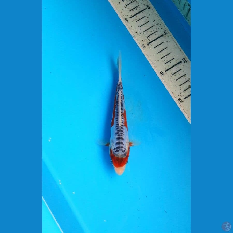 Maruten shusui 17cm