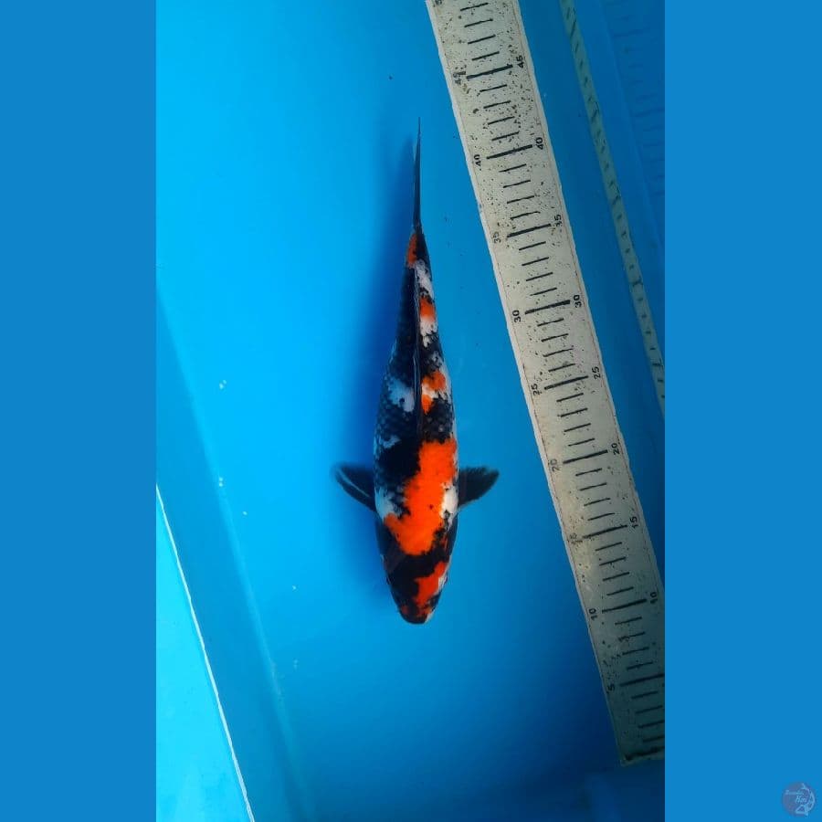 Stronger showa 30cm .F