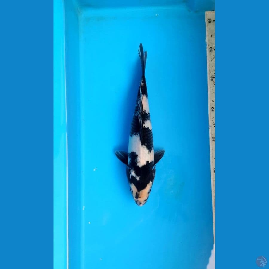 NK Shiro 24cm