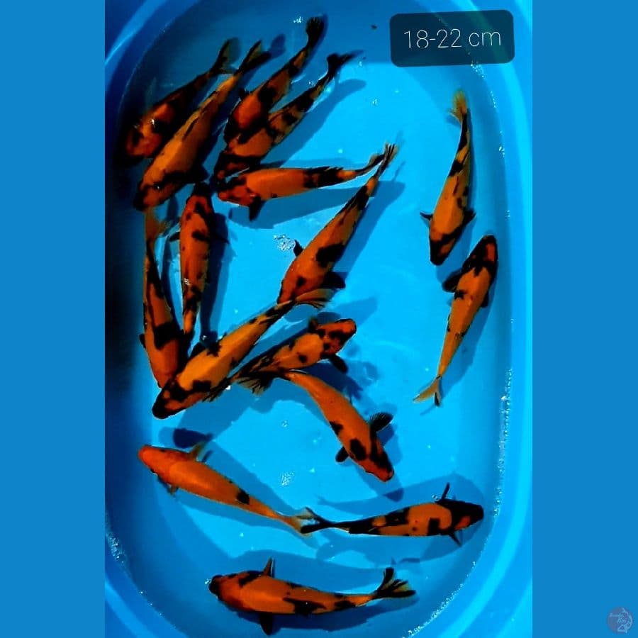 paket hiu 14 ekor 18-22 cm