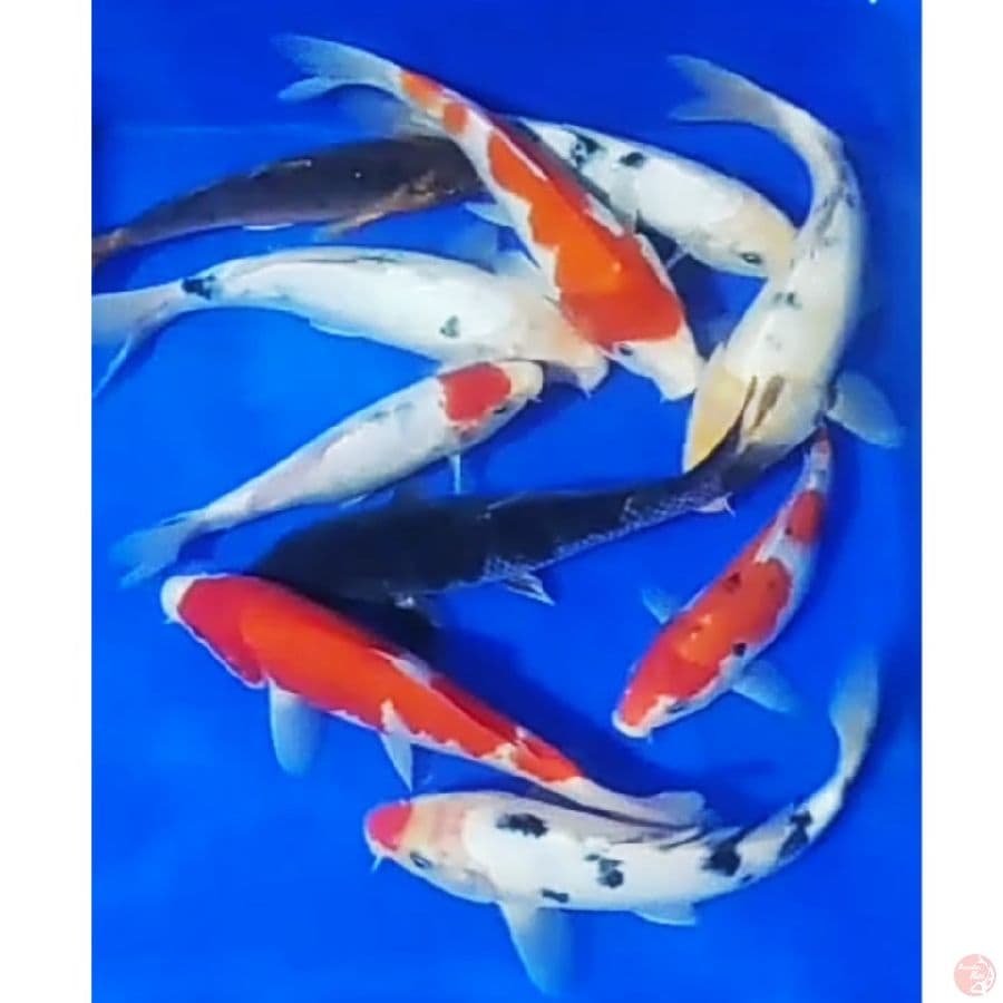 kohaku, beko, sanke, uciba/10ek