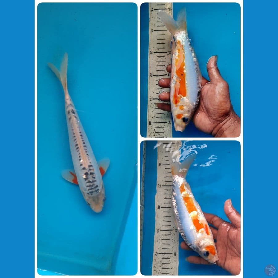 shusui 24cm