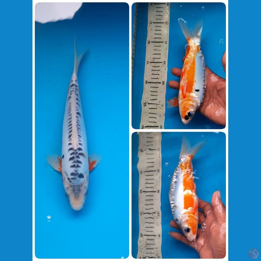 shusui 23cm