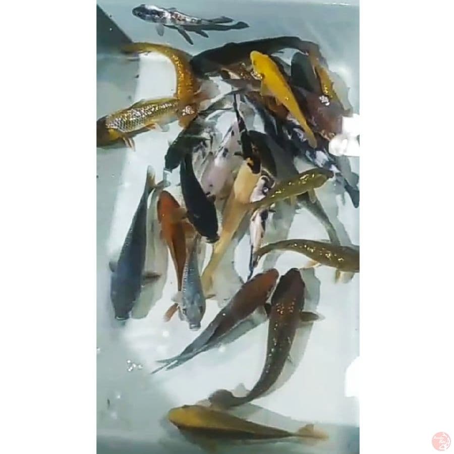 cagoi, soragoi, karasugoi, udbq, karasi, shiro/30ekr