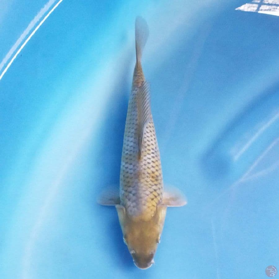Ochiba Hijau 24 cm