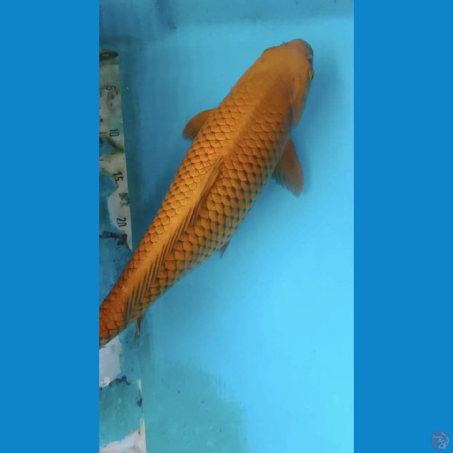 penjinak kolam 46cm