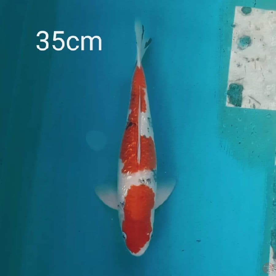 Sanke ginrin 35cm
