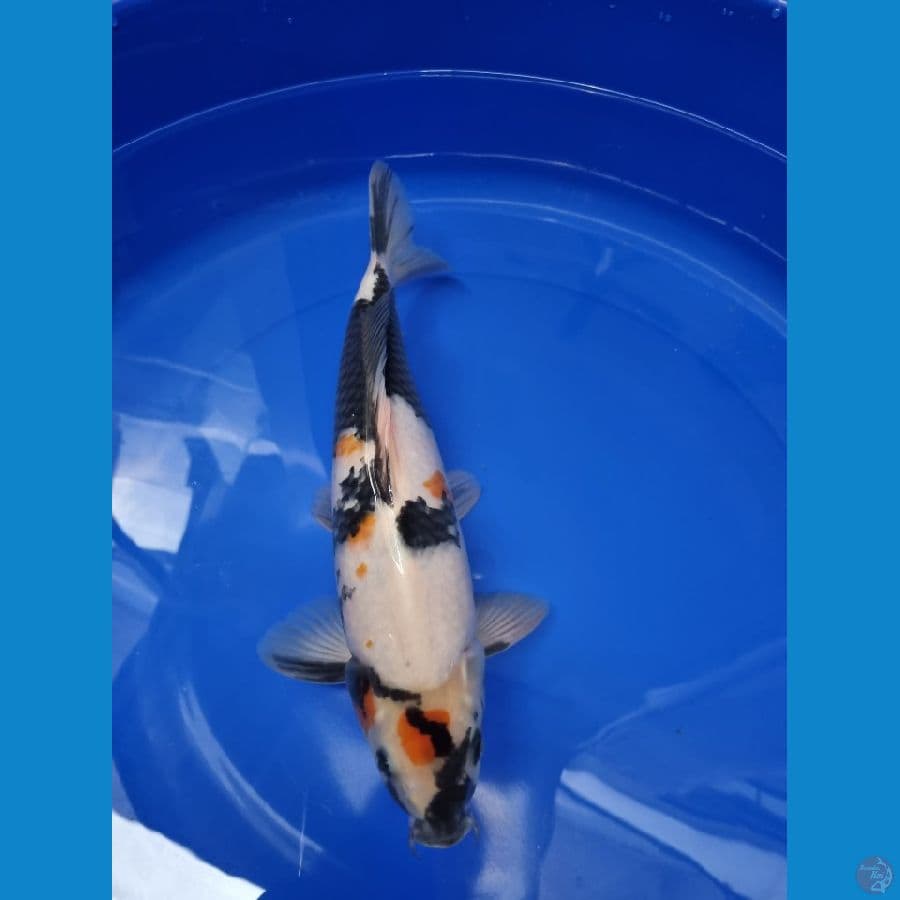 Wkoi tancho showa 35cm