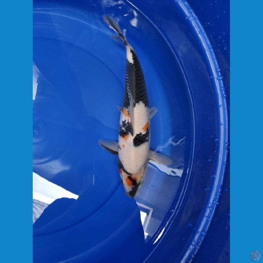 Wkoi tancho showa 35cm