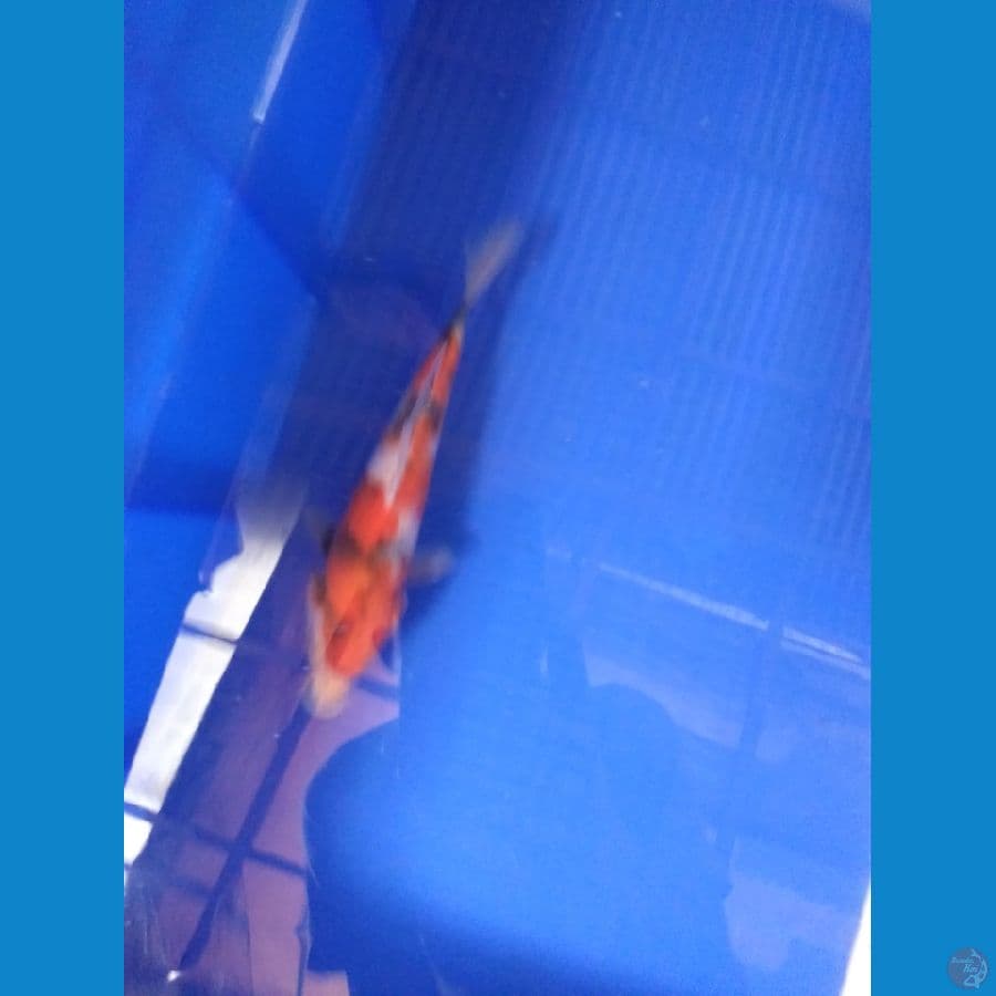 showa tategoi 20 cm