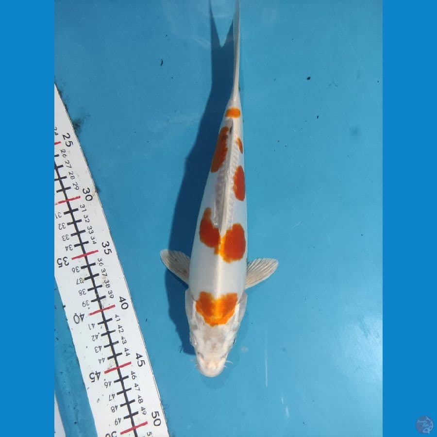 KIKUSUI 30 CM