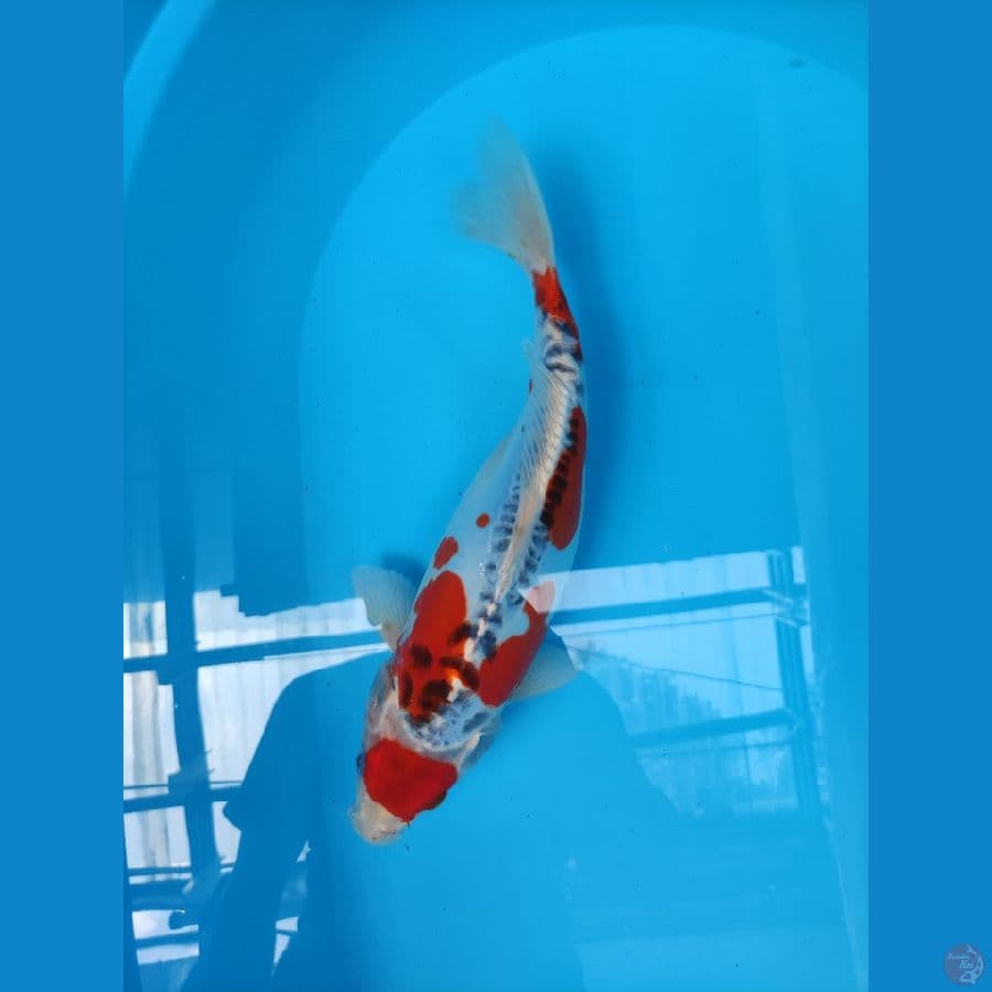 BENIKIKO 33 cm