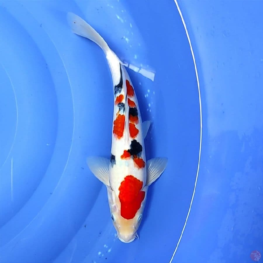 Tsubosumi 31cm