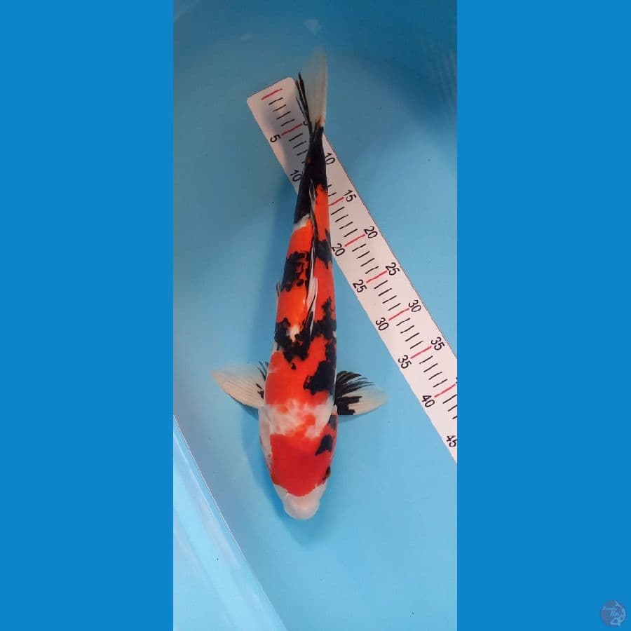 Showa Male 49 cm