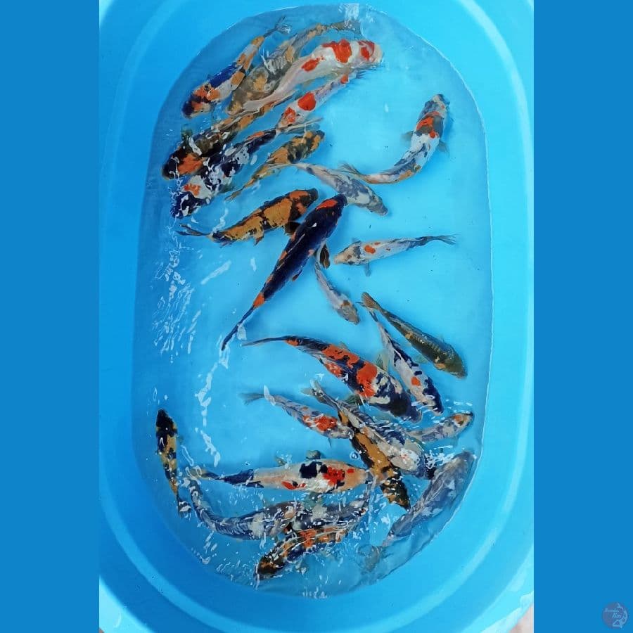 mix25 ekor showa doitsu 15/25cm