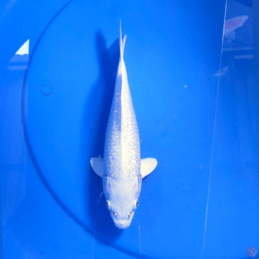 PLATINUM GINDRIN 25CM