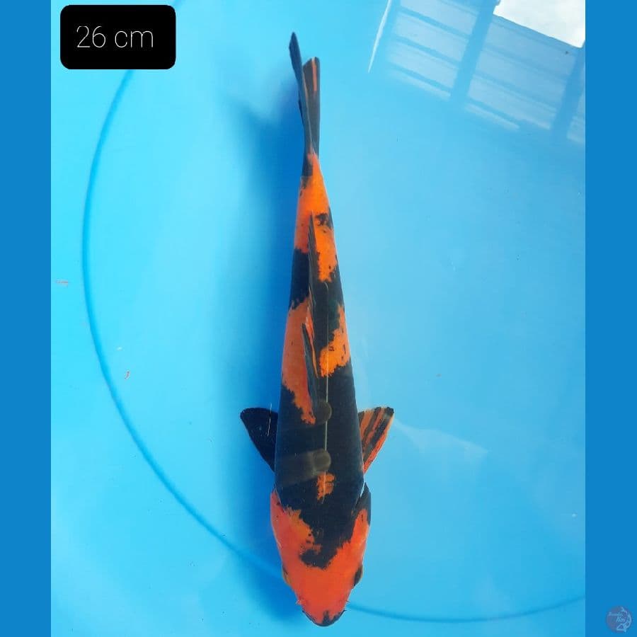 Hi Utsuri 26 cm