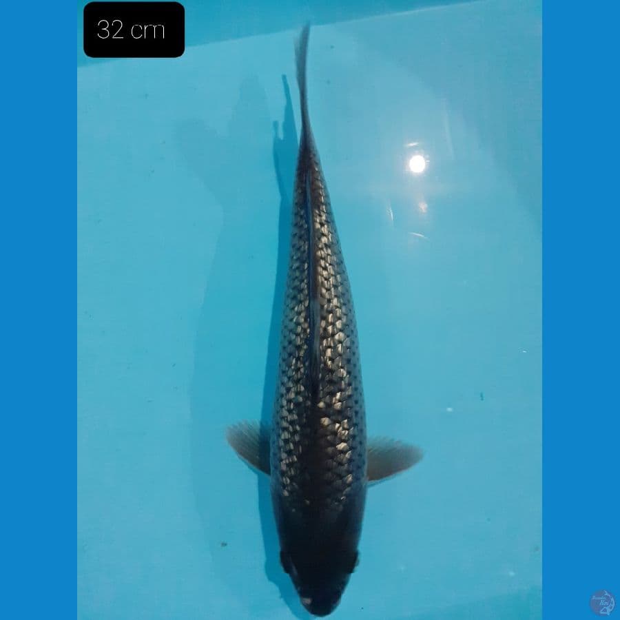 Soragoi Gindrin 32 cm