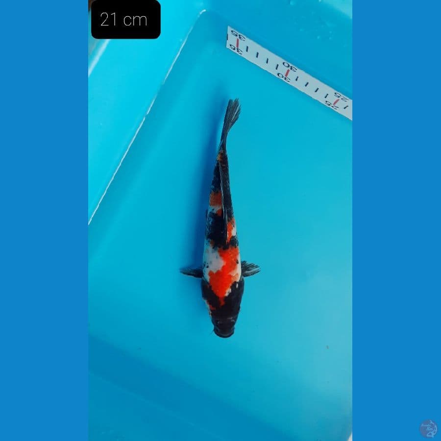 Showa 21 cm