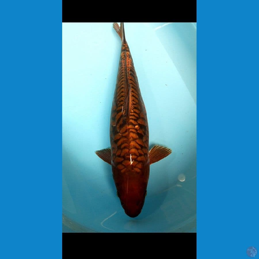 Jumbo CHAGOI TEMBAGA SISIK NAGA 51 CM