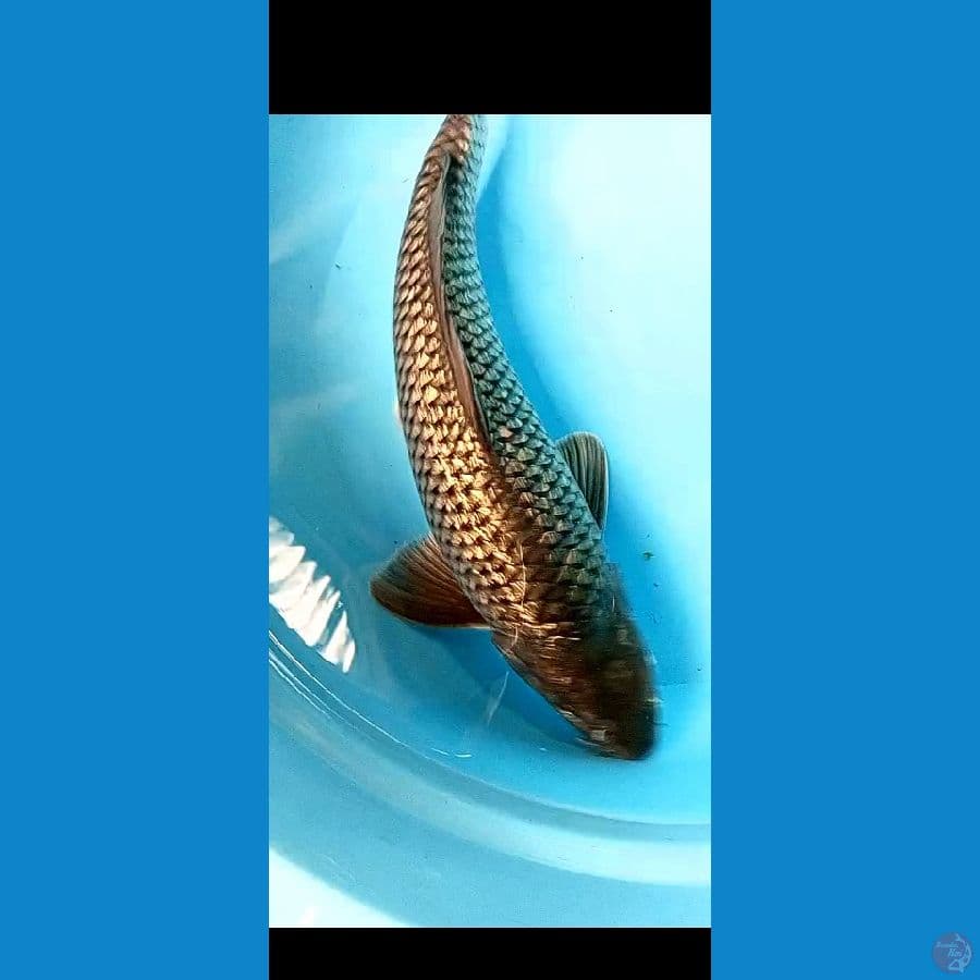 black soragoi ginrin 42 cm male