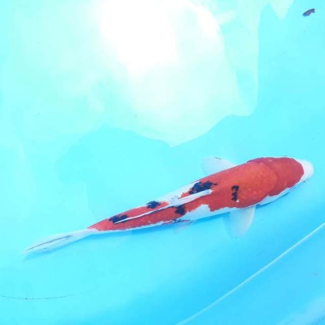 Sanke 28 cm
