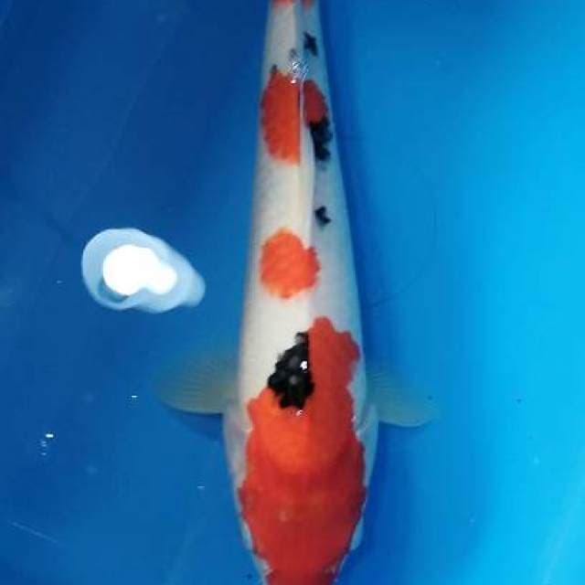 Showa 38cm