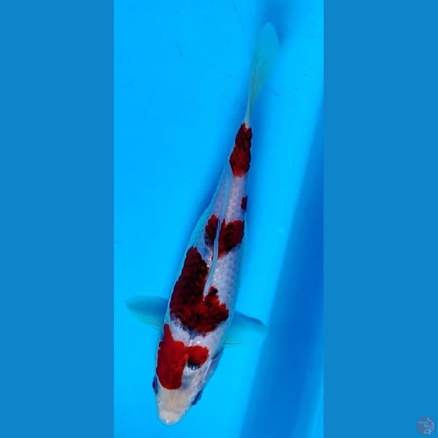ORIGINAL 18CM SHOW QUALITY SUMIGOROMO