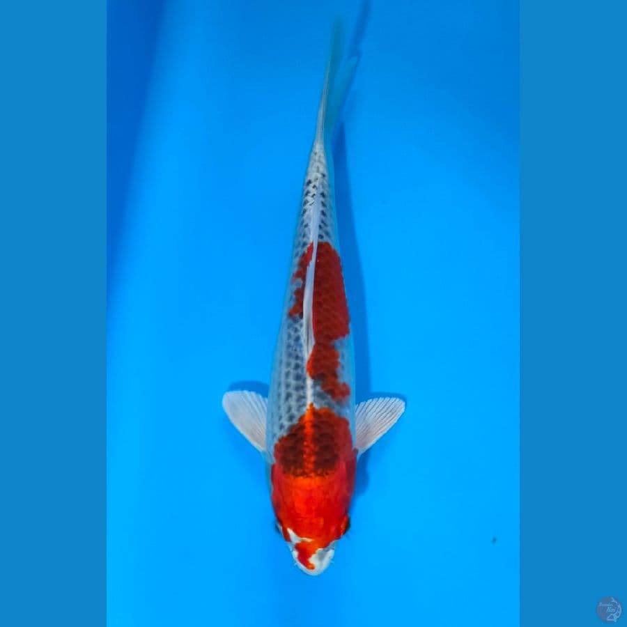 Red Kujaku Jantan, Show Quality