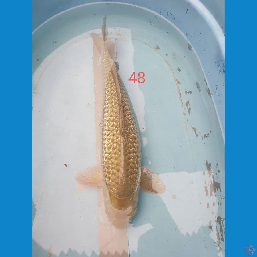 Soragoi Ginrin Jantan 48cm