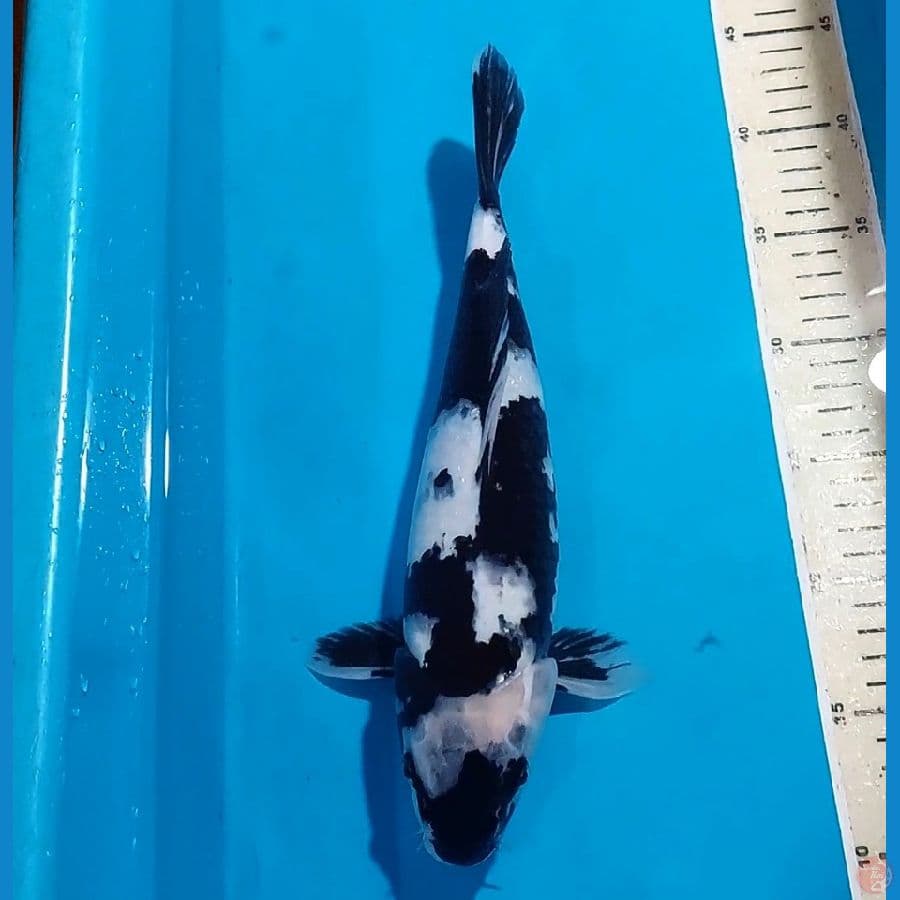 BLACK STRONG SHIRO 32 cm
