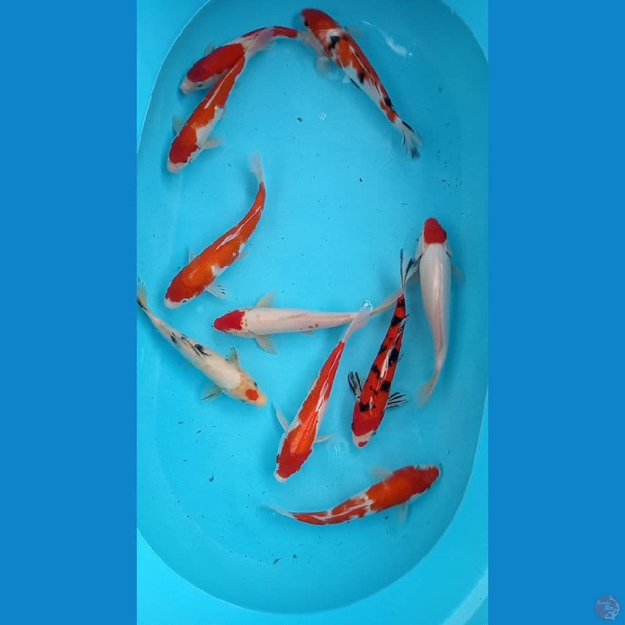 paket 10 ekor kohaku sanke 22 25 cm