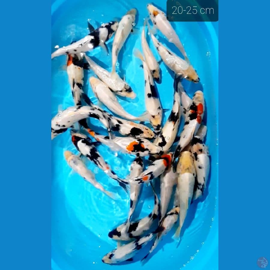 paket 25 ekor 20-25 cm