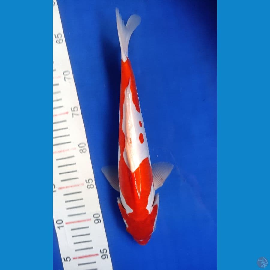 KOHAKU DOITSU 30CM