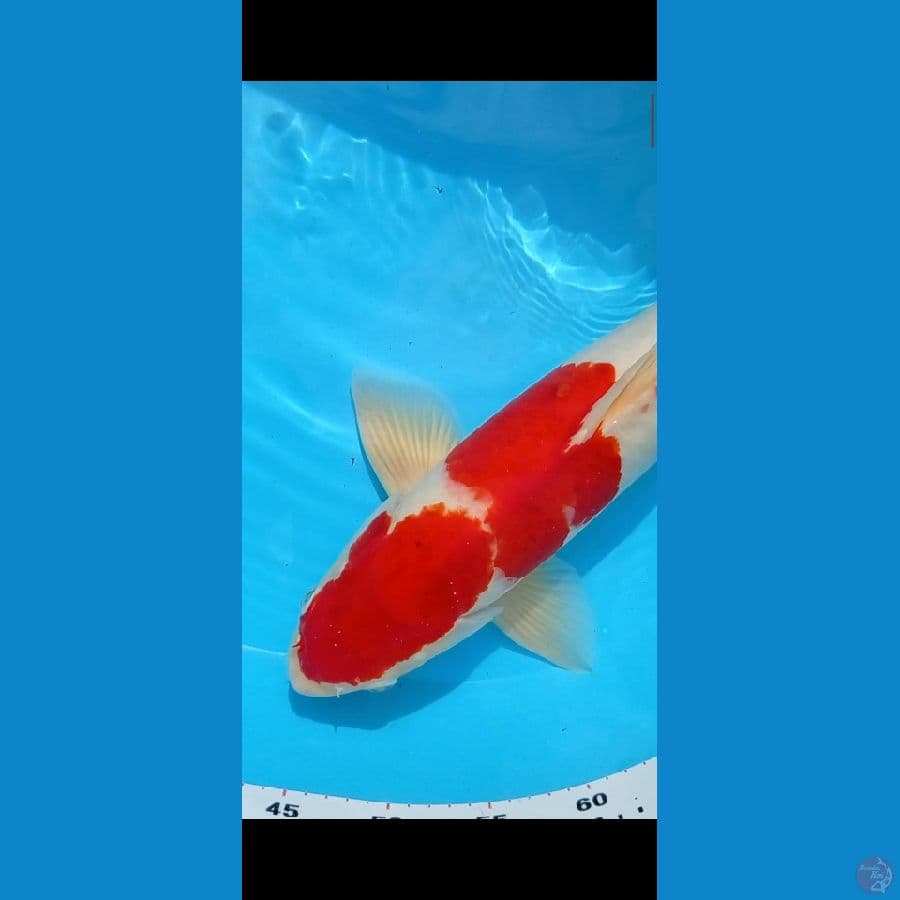 Pejantan red strong 51 cm